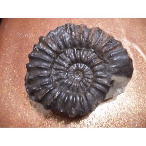 Ammonite fossile - Douvilleiceras