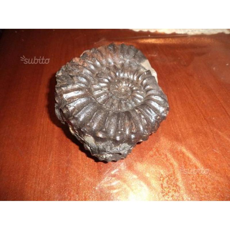 Ammonite fossile - Douvilleiceras