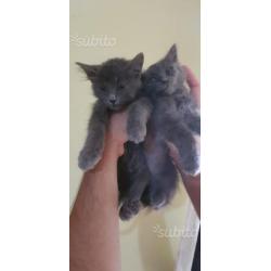 Gattini maschi Angora turco